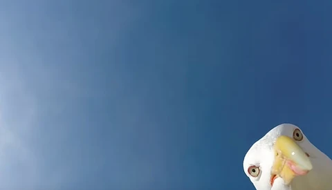 Why Use a Drone When You Have a Seagull? 