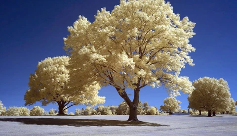 An Introduction to Shooting and Processing Infrared Photographs