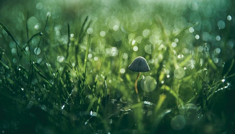 Morning Dew Plus Grass Equals Great Bokeh