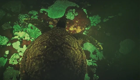 Using Canon's ISO 4.5 Million Camera to Capture Biofluorescent Turtles