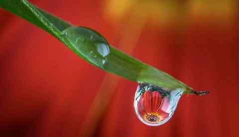 water droplet on leaf refracting flower