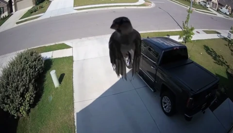 Levitating Bird or Camera's Frame Rate Perfectly Synced With Bird's Wings