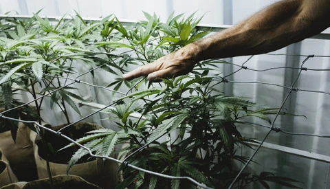 Professional Cannabis Photographer Kristen Angelo Follows Her Passion