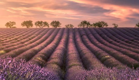 Tips on Shooting the Lavender Fields of Provence