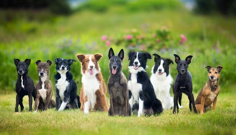 nine dogs in grassy field