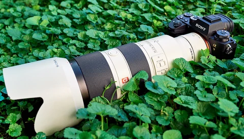 A Trip to the Woods: Wildlife and Bird Photography With the Sony a9 Mirrorless Camera