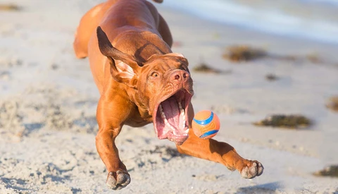 vizsla chasing ball at beach