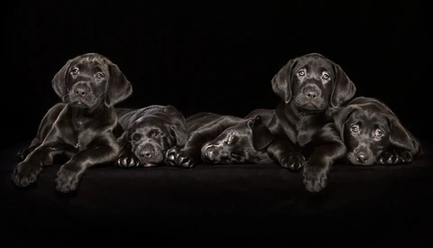 'Overlooked Black Dogs': A Photo Project That Brings Awareness to the Least Adopted Dogs
