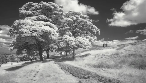 Dipping Your Toe in the World of Infrared Photography With a Filter