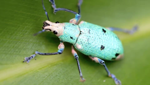 How to Shoot Gorgeous Studio-Quality Macro Insect Photographs Without the Studio