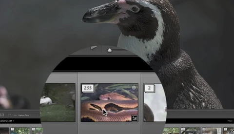 Harness the Organizational Power of Auto-Stacking in Lightroom