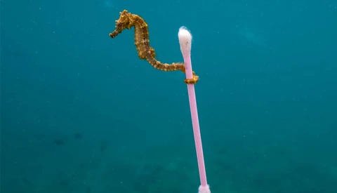 The Beautiful but Heartbreaking Photo That Illustrates Our Marine Crisis