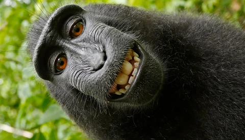 Settlement Reached in the Case Between Photographer and Narcissistic Macaque 