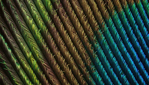 A Closer Look at a Super-Macro Project: Peacock Feather