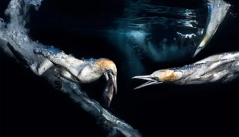 The Stunning Images From an Underwater Photography Competition