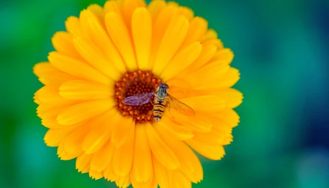 This Helpful Video Shares 10 Macro Photography Tips for Beginners
