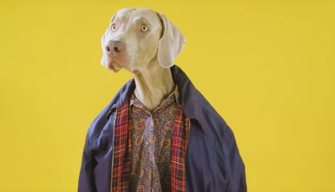 Being a Professional Dog Photographer Is as Much Fun as It Sounds