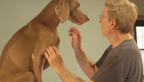 On The Bright Side - The Iconic Dog Portraits of William Wegman