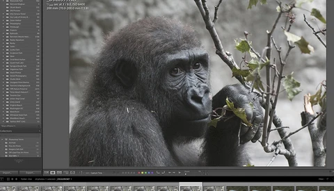 A Quick and Helpful Tip for Organizing Images in Lightroom