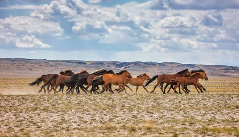 Filming a Documentary in the Mongolian Wilderness for Three Weeks