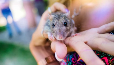 Photographer Documents the First Time Lab Rats and Mice Are Released Outdoors