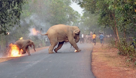 Photo of Burning Baby Elephant Wins Wildlife Photo Contest