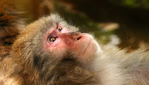 Shutterstock Bans All 'Unnatural' Photos of Apes and Monkeys After PETA Request