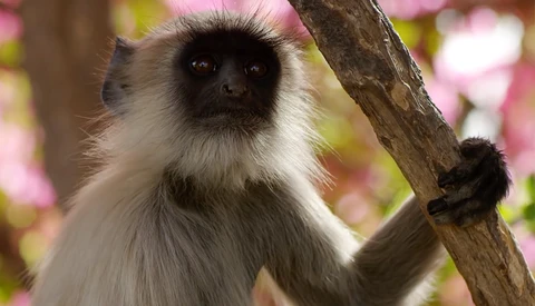'Planet Earth II' Now Streaming on Netflix in the U.S.