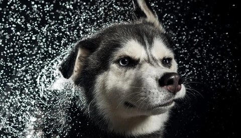 Using Flash Duration to Freeze Motion