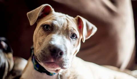 How Minimal Skill and Effort Can Have a Huge Impact on Foster Dog Adoption Rates