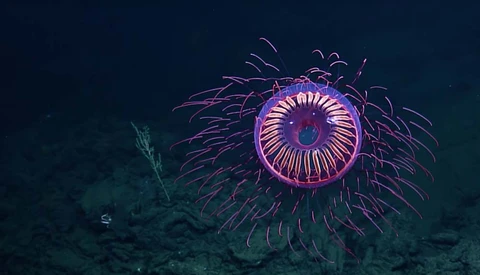 Meet the Rare Jellyfish Filmed 4,000 ft. Underwater, Resembling an Explosion of Fireworks