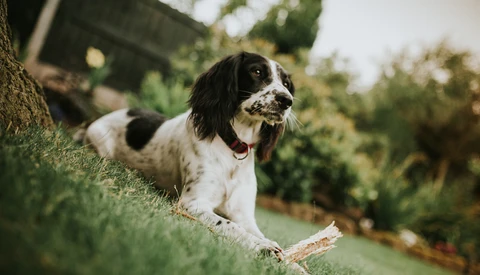 Ten Easy Tips for Dog Photography