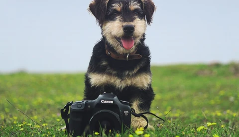 Canon: Top Dog or Underdog?