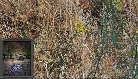 709 Megapixels: Examining the Insane Detail a Large Format Camera Can Produce