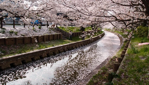 Cherry Blossom Peak in D.C. Delayed