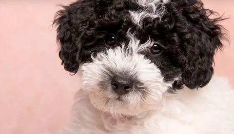 New Puppy in the House? Time to Put Together an Easy, In-Home Photoshoot