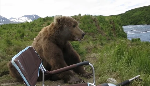 See the Terrifying But Also Cute Moment When a Bear Sits Down Next to a Photographer