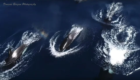 Photographer Captures Rare Drone Footage of Killer Whales off the California Coast