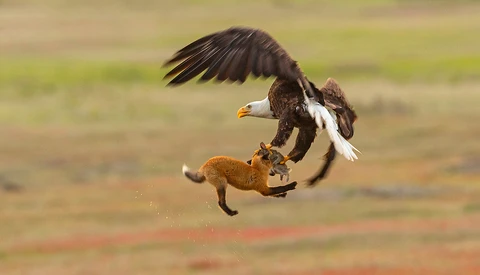 Eagle Battles Fox in Midair During 'Dramatic Act of Thievery'
