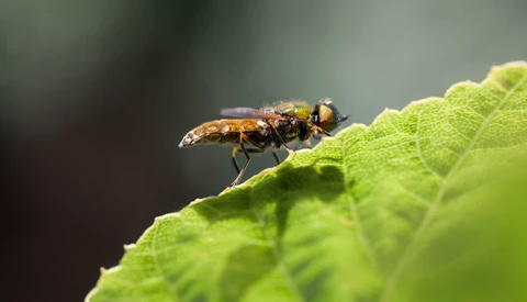 Ten Reasons Why All Photographers Should Learn to Shoot Macro
