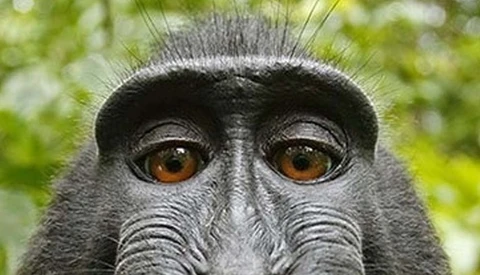 Conde Nast to Turn Monkey Selfie Legal Battle into a Movie