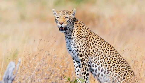 An Original Flow Motion Safari Video Featuring African Wildlife