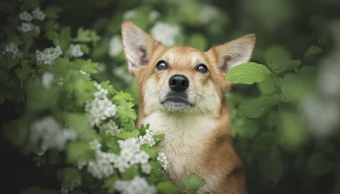 Eight Helpful Tips for Better Dog Photography 