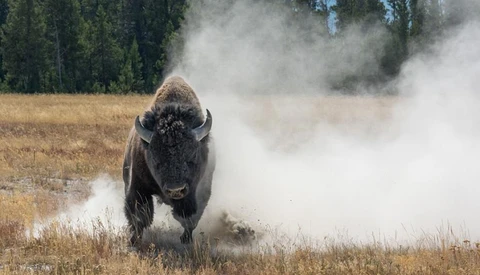 Wildlife Photography Turns Scary When Bison Charges at Photographer in Yellowstone
