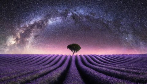 Brace Yourself: Lavender Season Is Coming