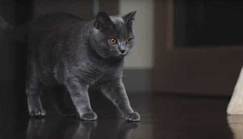 Cats, the Internet, and Photography Tips