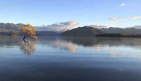 Photographing New Zealand's Iconic Wanaka Tree