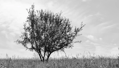 Learning to See in Black and White: When You Should Use It in Your Photos