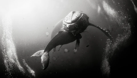The Captivating Black and White Underwater Photography of Anuar Patjane Floriuk
