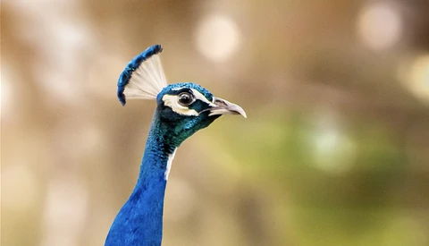 How to Blur a Background and Create Bokeh in Photoshop